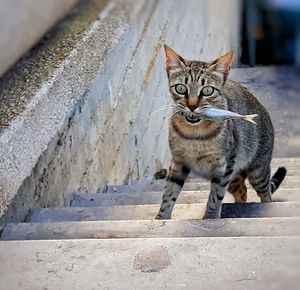 Portrait of cat sitting outdoors