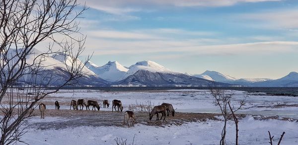 View of horses on snow covered mountain against sky