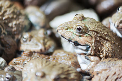 Close-up of frog