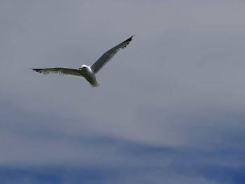 Low angle view of seagull flying in sky