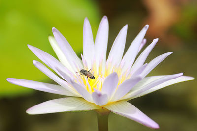 Close-up of bee pollinating on flower