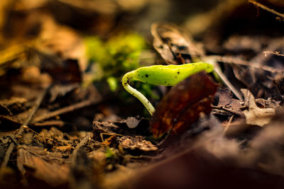 Close-up of lizard on plant