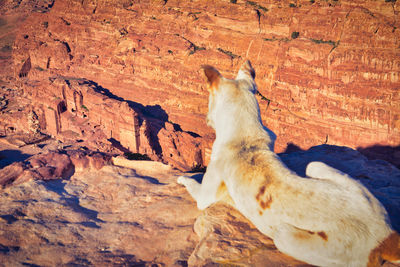 Cat lying on rock