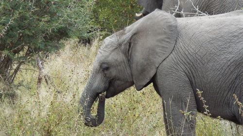 Side view of elephant in forest