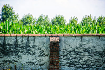 Close-up of grass by trees against sky