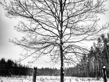 Bare trees on snow covered field