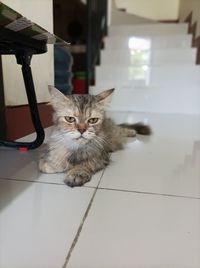 Cat sitting on floor at home