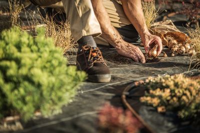 Low section of man harvesting onion