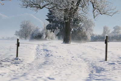 Trees on snow covered landscape