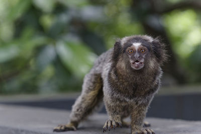 Close-up of monkey