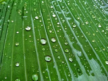 Close-up of wet leaves on rainy day