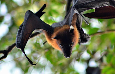 Close-up of an animal hanging on tree