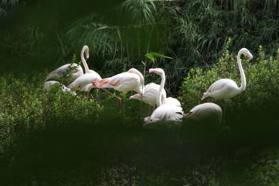 Swans and ducks in lake