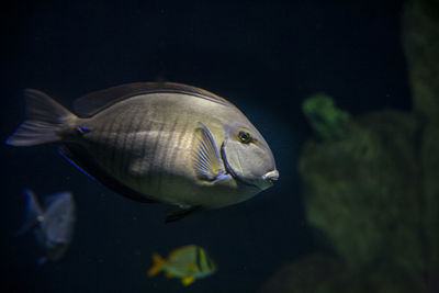 Fish swimming in sea