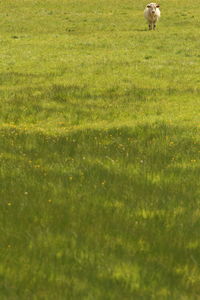 Sheep standing on field