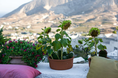 Close-up of potted plant