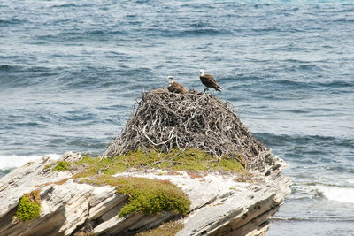 Bird perching on shore at beach