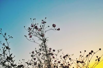 Low angle view of tree against clear blue sky