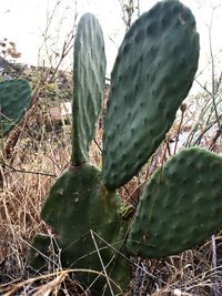 Close-up of prickly pear cactus in field
