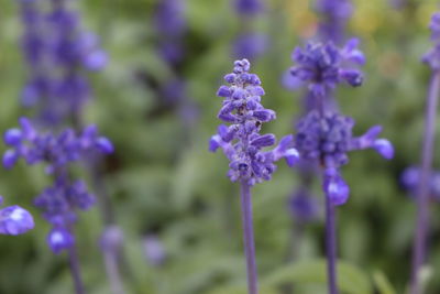 Close-up of purple flowers