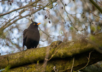 Bird perching on a mossy branch of blossoming tree, blackbird, turdus merula 