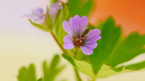 Close-up of pink flowering plant