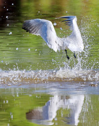 Bird flying over lake