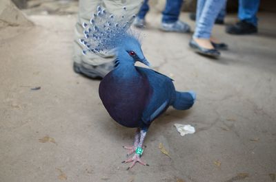 Low section of bird perching on ground