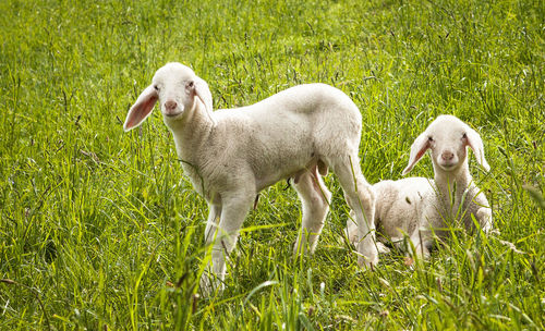 View of lambs on grassy field