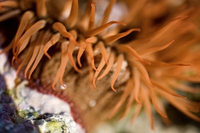 Full frame shot of coral plant