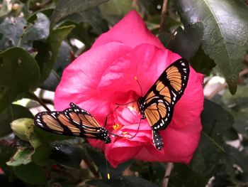 Close-up of butterfly on pink flower