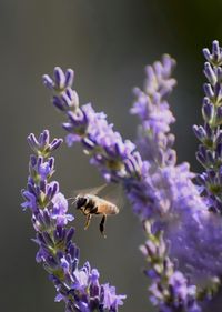 Bee pollinating on purple flower