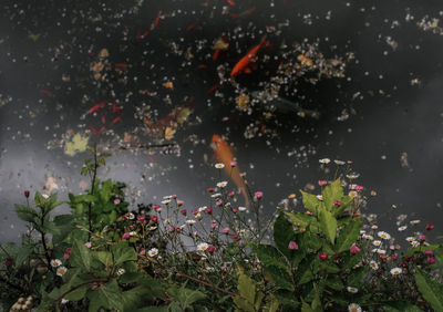 Water drops on flowering plants during rainy season