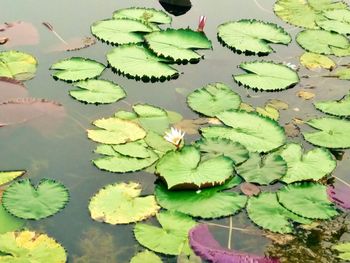 Lotus water lily in pond