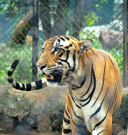 Tiger in zoo