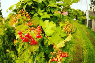 Close-up of red berries on plant