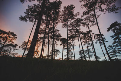 Low angle view of silhouette trees against sky during sunset