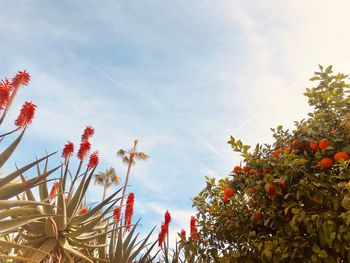 Low angle view of red flowering plants against sky