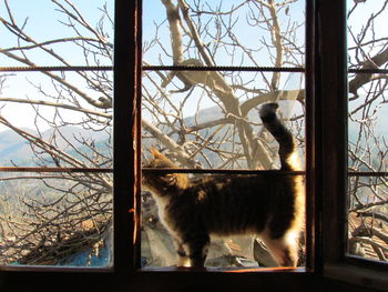 Close-up of cat in window and  bare tree against sky