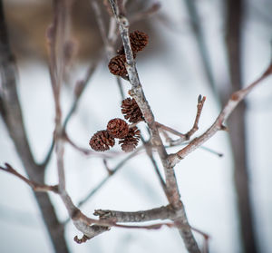 Close-up of pine cones on twig during winter