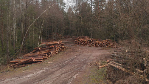 Stack of logs in forest