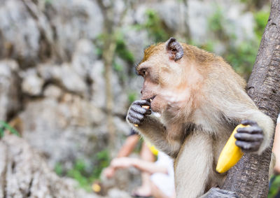 Close-up of monkey