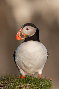 Close-up of bird perching outdoors