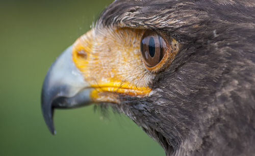 Close-up of hawk