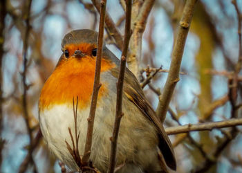 Close-up of bird perching on branch