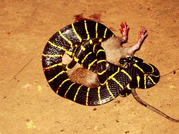 Close-up high angle view of snake