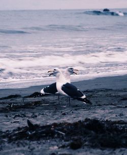 Seagull flying over sea against sky