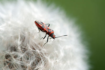 Close-up of beetle on dandelion