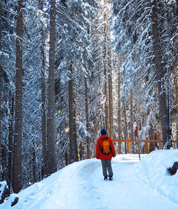 Rear view of man on snow covered trees