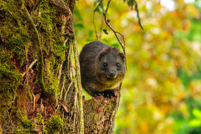 Close-up of an animal